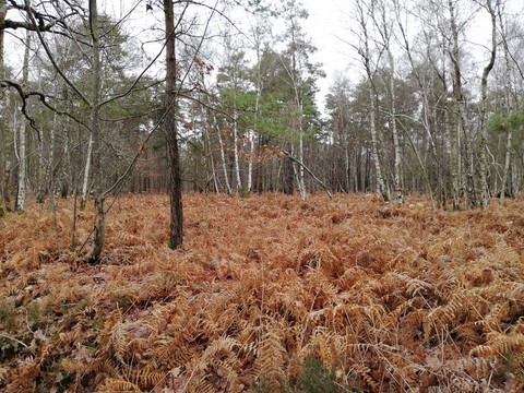 Forêt automne