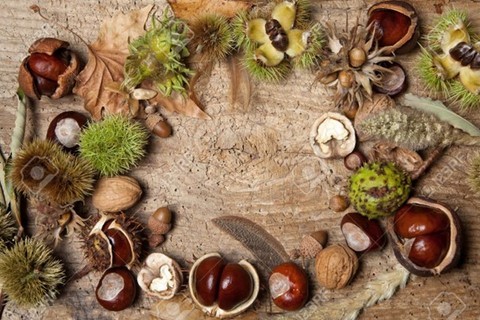 Noix et chataignes automne