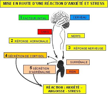 Reaction d'anxiété